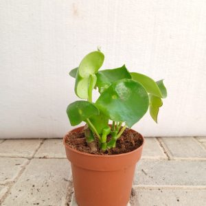 Pilea peperomioides