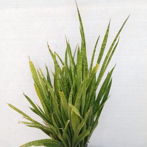 Sansevieria trifasciata