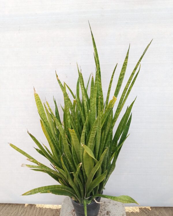 Sansevieria
