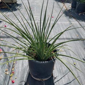 Hesperaloe parviflora