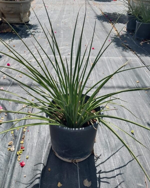 Adenium obesum