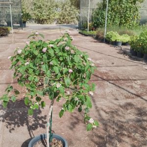 Lantana camara
