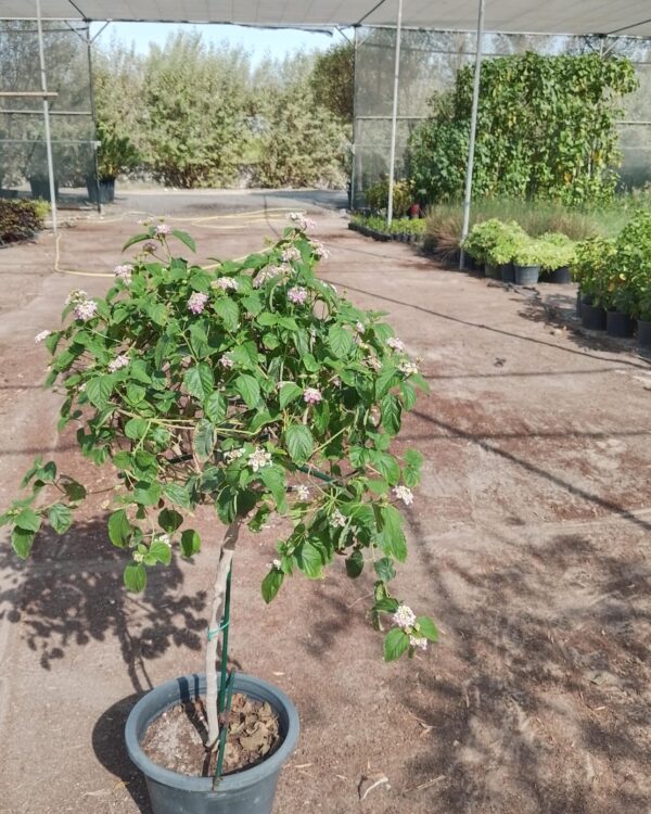 Lantana camara
