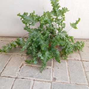Phlebodium aureum
