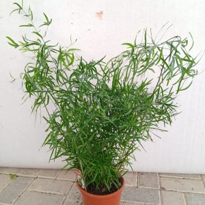 Asparagus aethiopicus