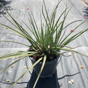 Hesperaloe parviflora