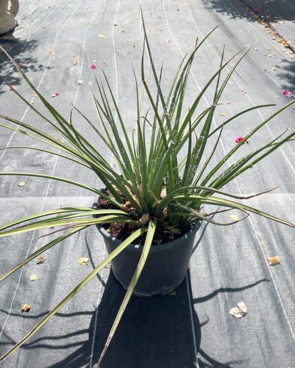 Sansevieria