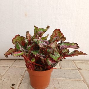 Begonia rex