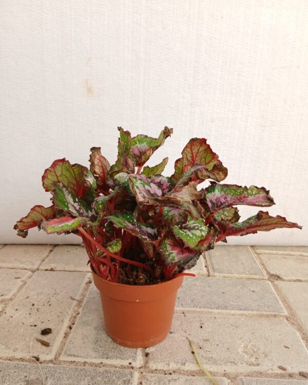 Aglaonema commutatum