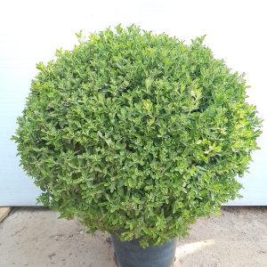 Leucophyllum Frutescens