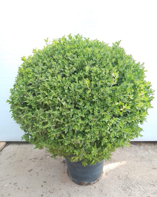 Leucophyllum Frutescens