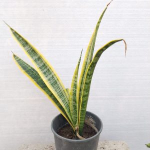 Sansevieria trifasciata laurentii