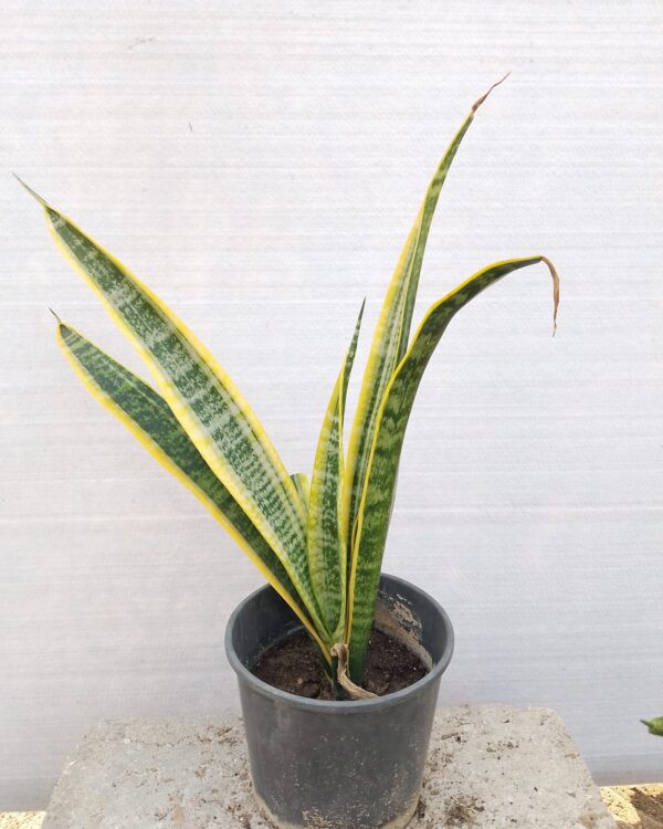 Sansevieria (Yellow)