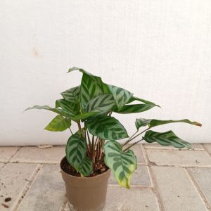Calathea freddie