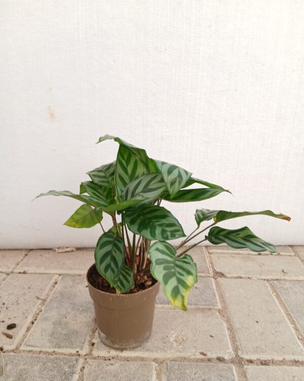Calathea freddie