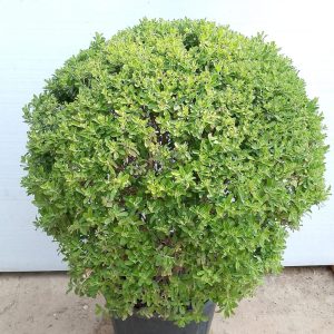 Leucophyllum Frutescens