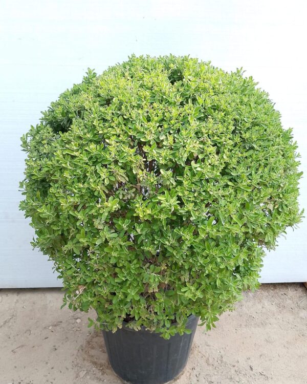 Leucophyllum Frutescens