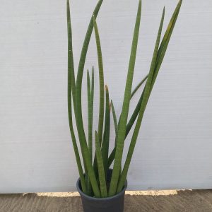 Sansevieria cylindrica