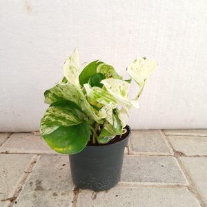 Epipremnum aureum