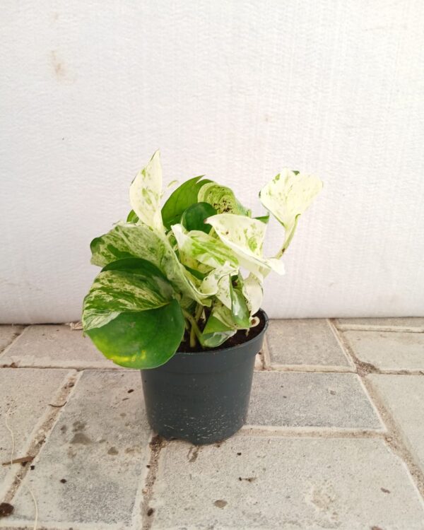 Epipremnum aureum