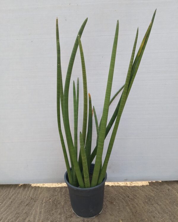 Sansevieria cylindrica
