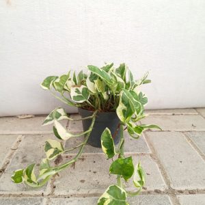 Epipremnum aureum