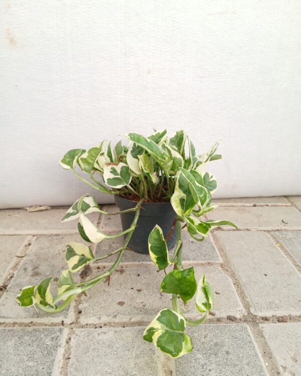Epipremnum aureum