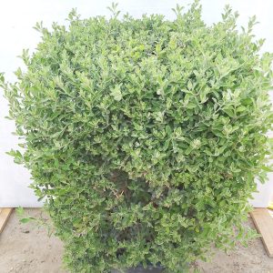 Leucophyllum Frutescens