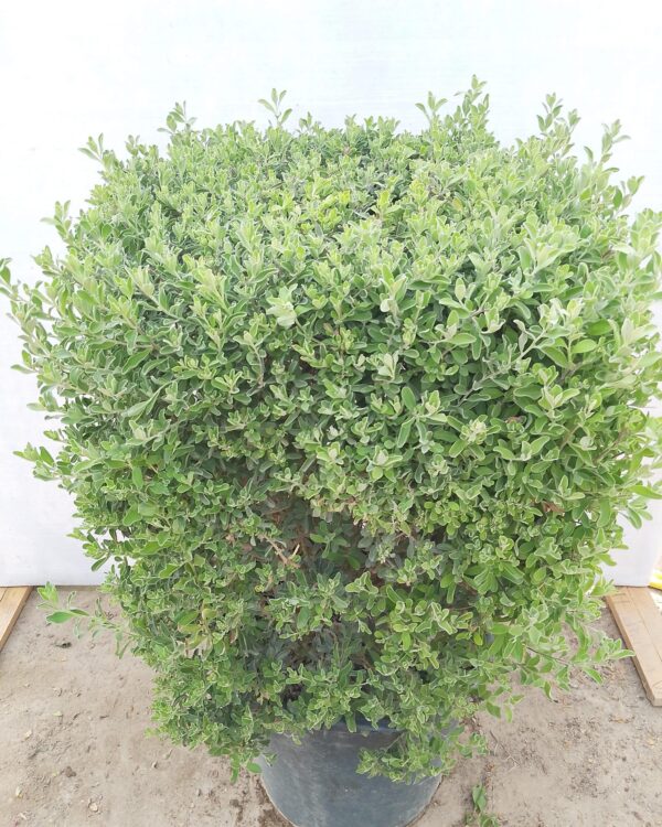 Leucophyllum Frutescens
