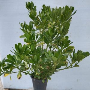Scaevola taccada