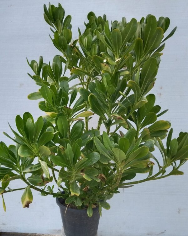 Scaevola taccada