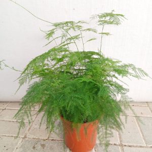 Asparagus setaceus
