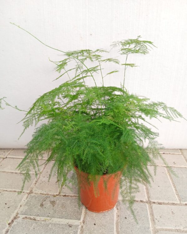 Asparagus setaceus