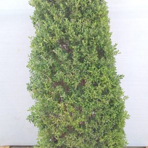 Leucophyllum Frutescens