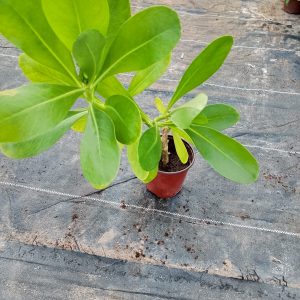 Scaevola taccada