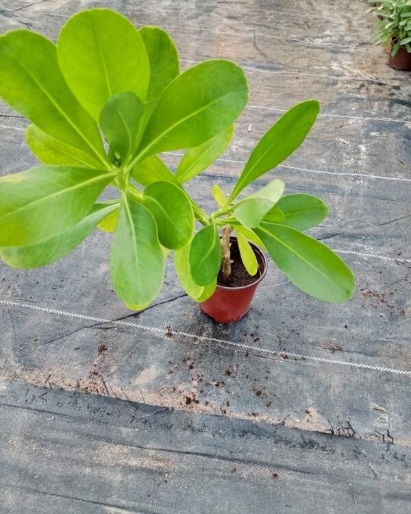 Acalypha (Green)