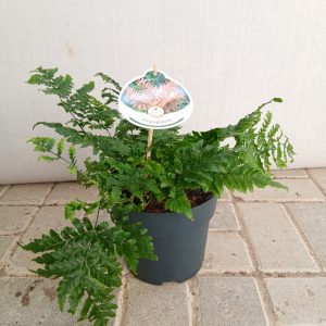 Dryopteris erythrosora