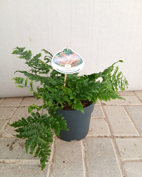 Dryopteris erythrosora