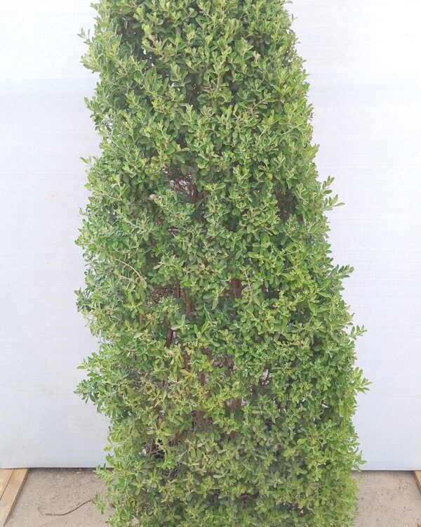 Leucophyllum Frutescens(Not Ready)