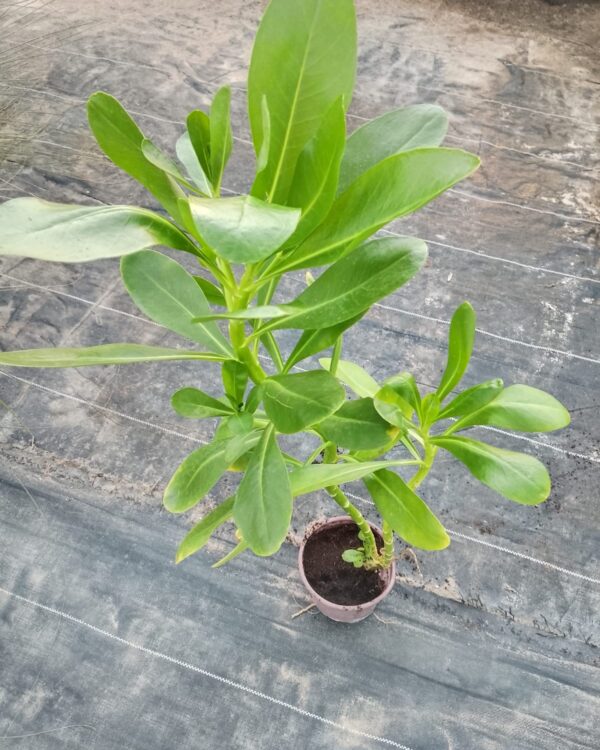 Scaevola taccada