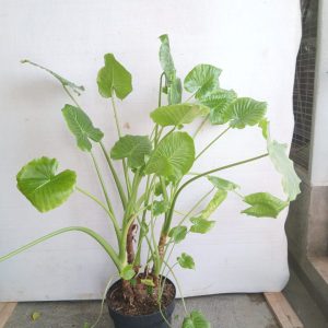 Alocasia odora