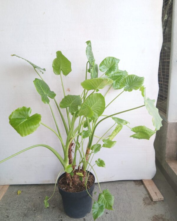 Alocasia odora