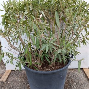 Nerium oleander