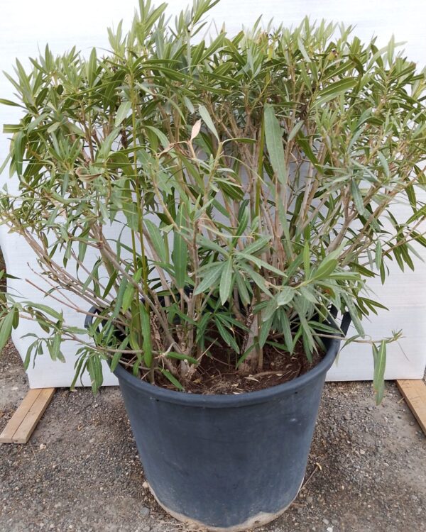 Nerium oleander