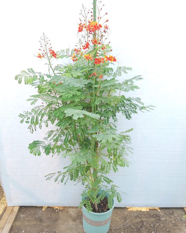Sesbania sesban