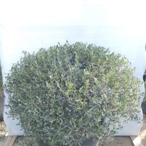 Olea europaea