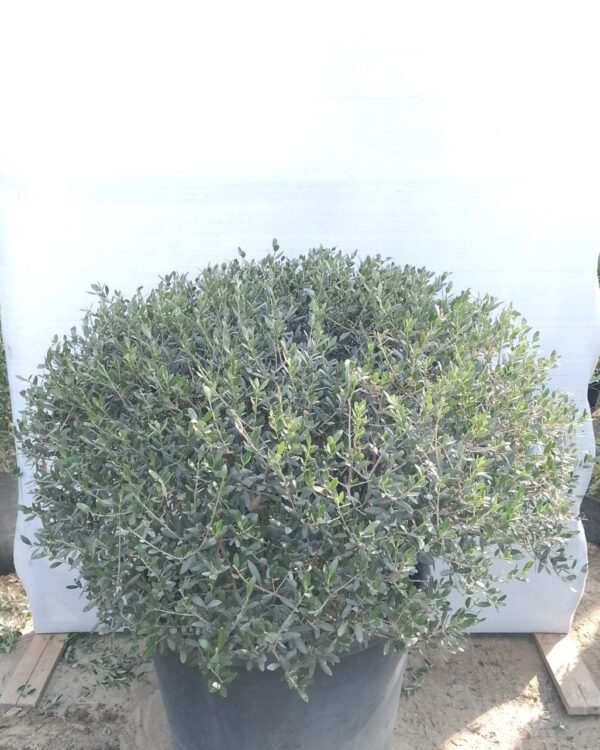 Olea europaea