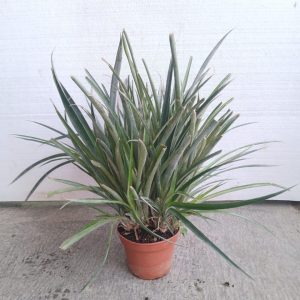 Pandanus pygmaeus