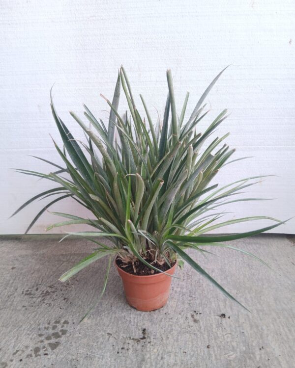 Aglaonema commutatum