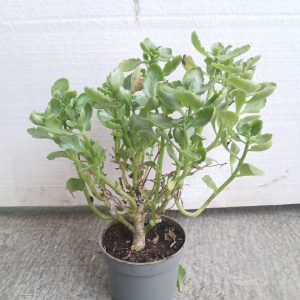 Kalanchoe blossfeldiana